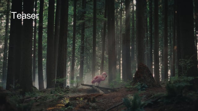 Sitting Bird | Teaser