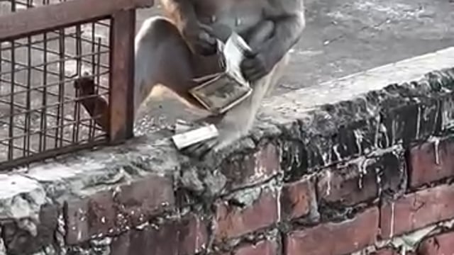 मंदिर में दर्शन करने आई महिला का बंदर ले गया पर्स निकली नोटों की गड्डी 