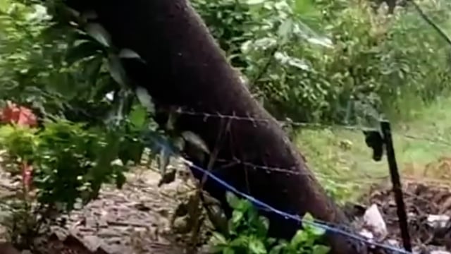 मूसलाधार बारिश के कारण PHC बेरूवारबारी के प्रसव कक्ष पर गिरा विशाल पेड़,टला बड़ा हादसा