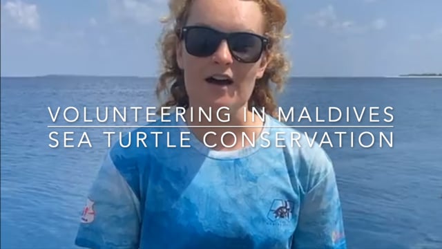 Volunteering in the Maldives with Sea Turtles
