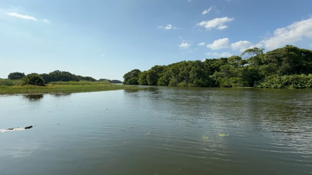 Virtual Rowing - Tropical Mangrove River Paddle Speed - Sri Lanka