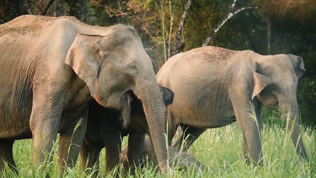 Elephant Conservation Volunteering in Sri Lanka