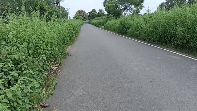 रोड के किनारे घनी झाड़ियां बनी खतरे का कारण ग्रामीणों ने सफाई का किया मांग