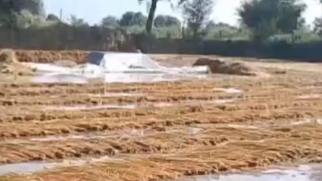 MANT- बरसात के चलते सुरीर क्षेत्र में,किसानों की फसले चौपट, खेतों में भर पानी,-बना मुसीबत,,