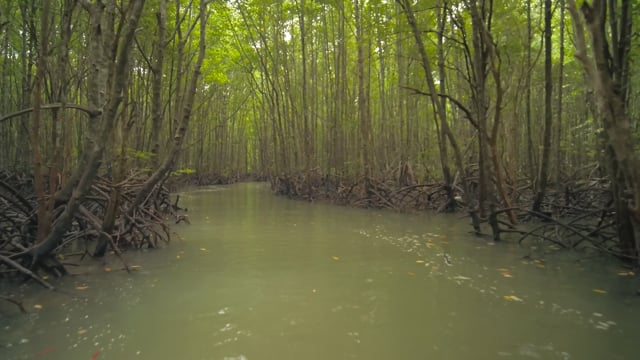Virtual Rowing Mangrove River - Krabi - Thailand 2