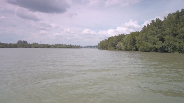 Virtual Rowing Mangrove River - Krabi - Thailand 4