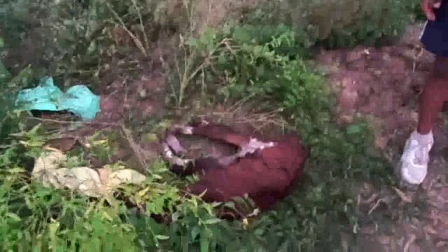 मेरठ सैफपुर फिरोजपुर रामराज में गंग नहर किनारे मृत गोवंश मिलने से गौ सेवा टीम रामराज में भारी आक्रोश।