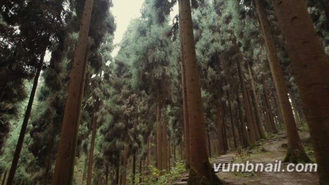 Nature Walk - Zhongba Forest - China