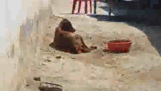 बंशीनगर में बन्दरों का आतंक, ग्रामीण परेशा‌न