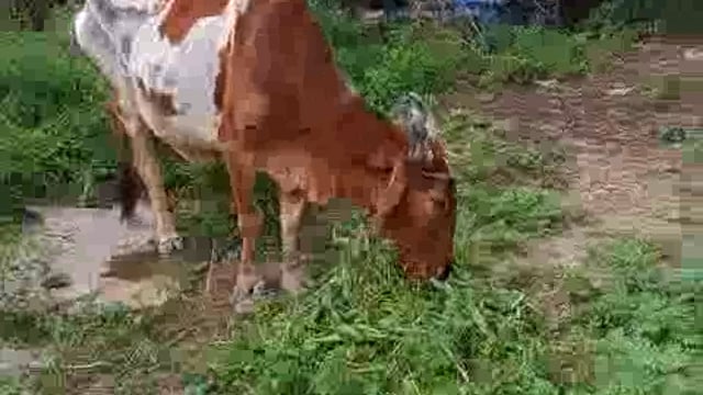 अज्ञात वैल पालक ने छोड़ा घायल अवस्था में वैल चलने में है असमर्थ 