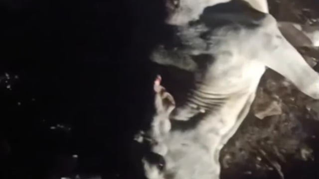 नगर निगम की बड़ी लापरवाही नंदी महाराज के एक्सीडेंट के बाद कॉल किया बताने पर मोबाइल किया स्विच ऑफ