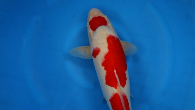 Goshiki - Kanno (42cm)