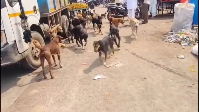 उदगीरात पुन्हा मोकाट कुत्र्यांचा वावर वाढला,जणू काही नगरपालिका प्रशासनाच्या विरोधात कुत्र्याने मोर्चा काढल्याचे दृश्य