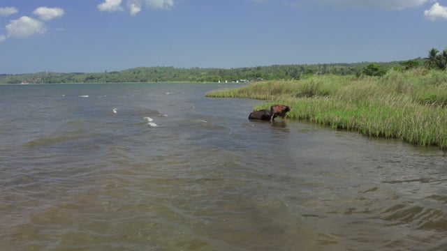 Virtual Bird Lake Journey with Natural and Water Sounds