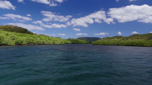 Virtual Sea Canoe Journey - Along Wonderful Green Vegetation with Water Sounds