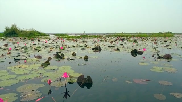 World Strangest Lake -Red Lotus Lake - Udon Thani - Thailand with Lake Sounds