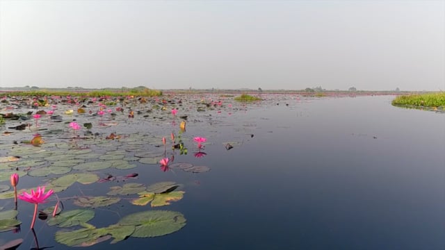 World Strangest Lake - Red Lotus Lake - Udon Thani - Thailand with Relaxing Guitar Music