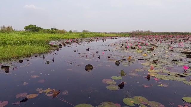 Virtual Rowing Workout 'World Strangest Lake 'Red Lotus Lake'Thailand