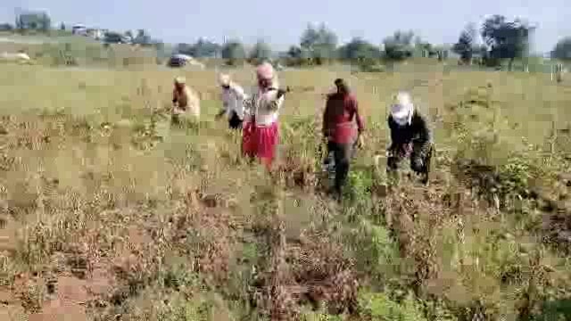 कोल्हापूर के करवीर तहसिल के मुडशिंगी चव्हानवाडी में बारीश कम होते ही कीसान परीवार और किसान महिला कर्मचारी न मिलेसे और हजेरी बढनेसे एक दुसरे के खेत में जाकर मुंगफली, सोयाबीन,और चावल की कटोती‌करके पुरा कर रही है।