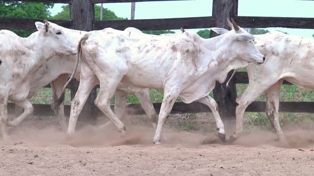 Lote 01P