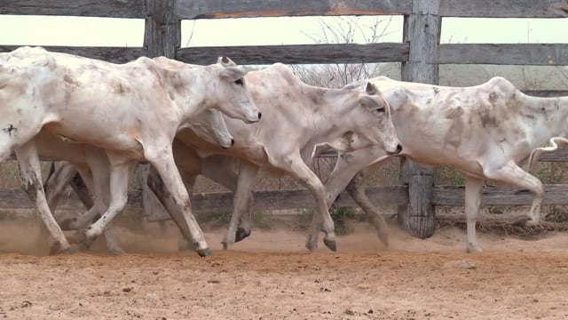 Lote 02P