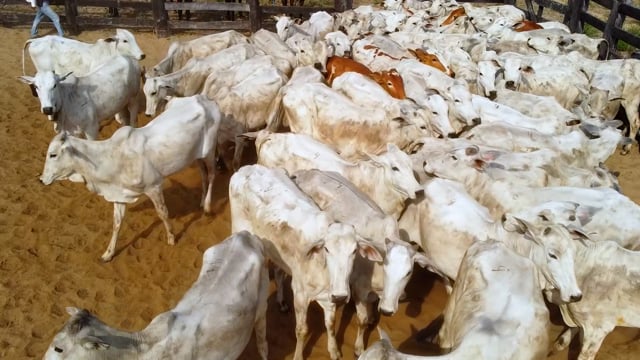 Lote 04P
