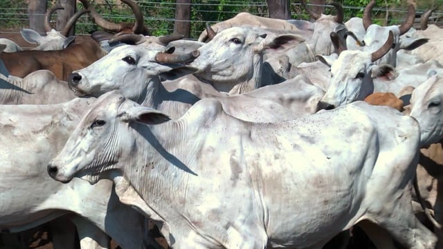 Lote 10P