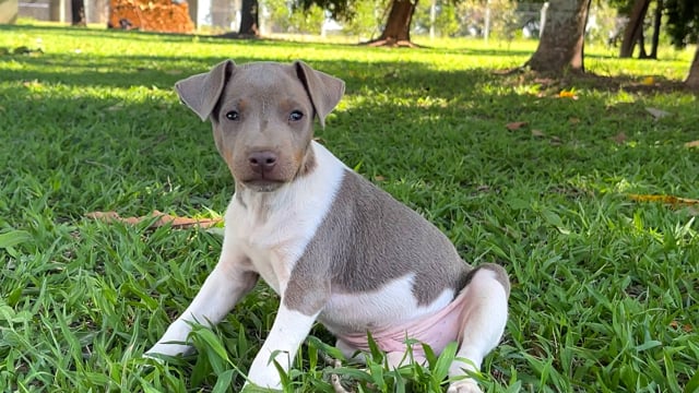 Lote 118