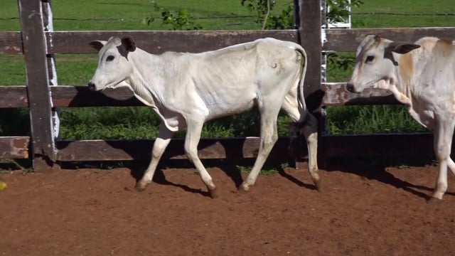 Lote 01