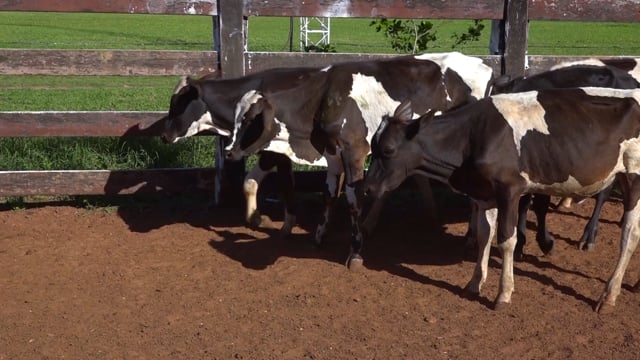 Lote 02