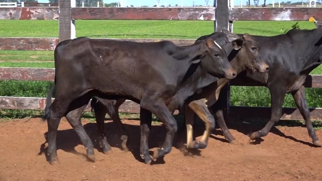 Lote 03