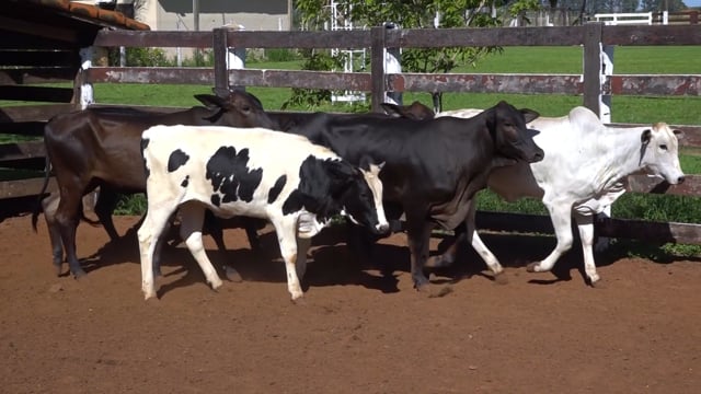 Lote 04