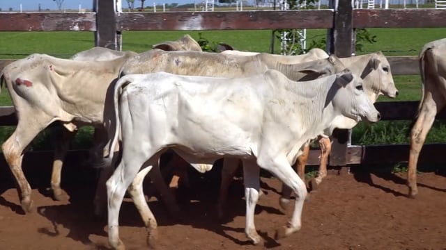 Lote 05