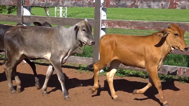 Lote 06