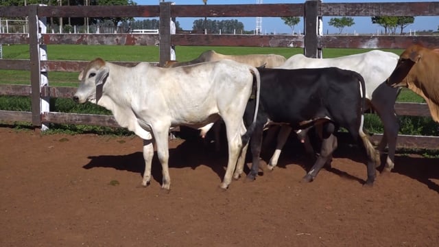 Lote 07