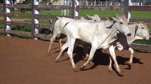 Lote 09