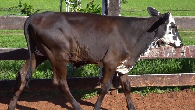 Lote 11