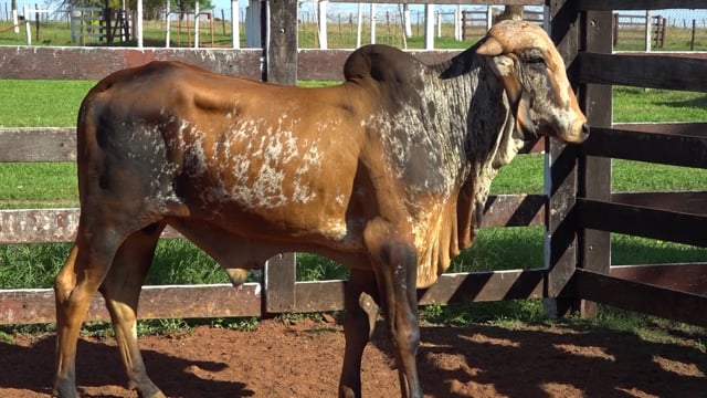 Lote 12