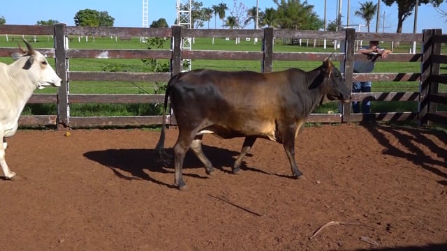 Lote 13