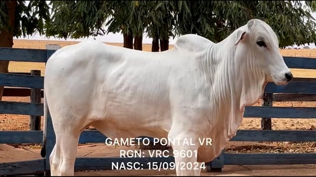 Lote 14