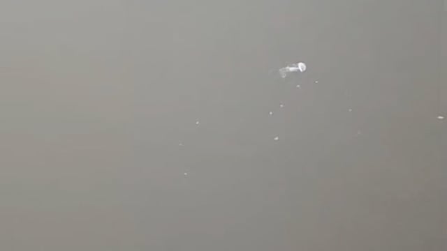 सई नदी मे घड़ियाल दिखने पर लोगों मे हड़कंप,प्राकृतिक रूप से निर्मित नदी मे घड़ियाल का जीना हुआ दुश्वार 