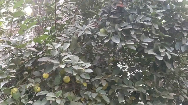 सोनई: जब नींबू तोड़ रहे गए युवक को पेड़ पर मिले नागराज।