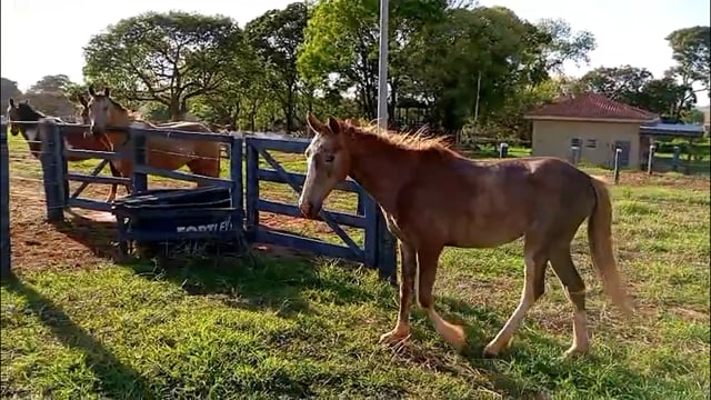 Lote 17