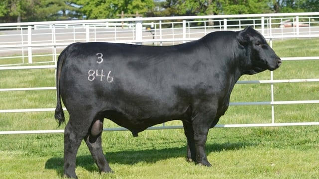 Lote 146