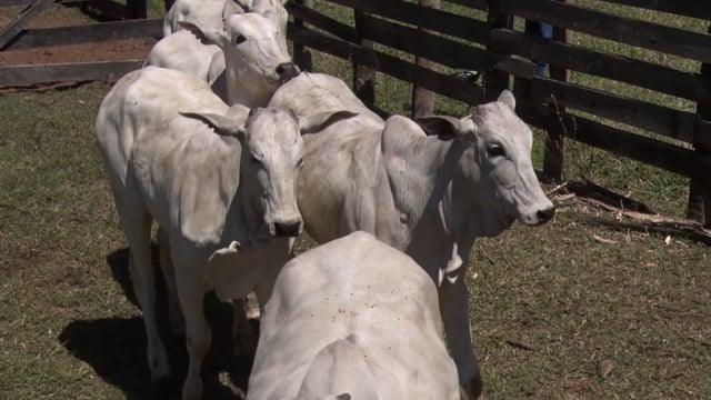 Lote 43