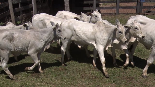 Lote 44