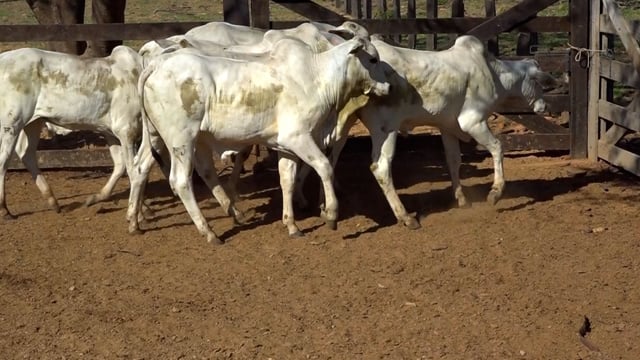 Lote 01