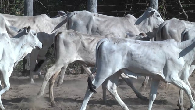 Lote 13P