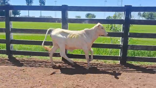 Lote 18