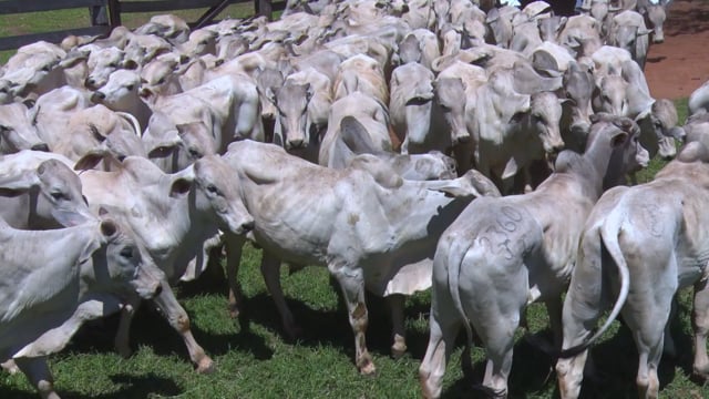 Lote 47